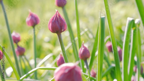 pink tulips on a green background
