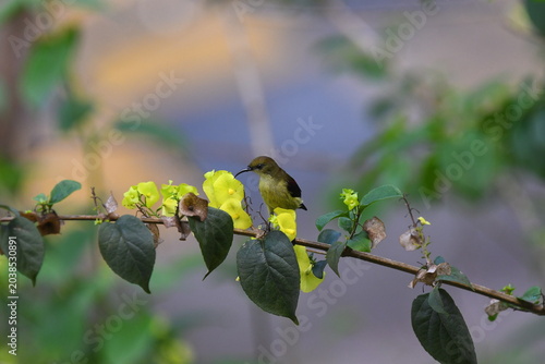 The crimson-backed sunbird or small sunbird (Leptocoma minima)