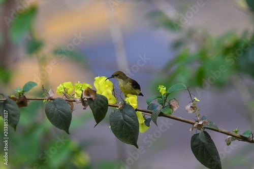 The crimson-backed sunbird or small sunbird (Leptocoma minima)