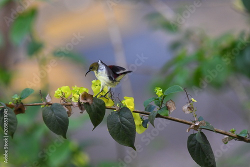 The crimson-backed sunbird or small sunbird (Leptocoma minima)