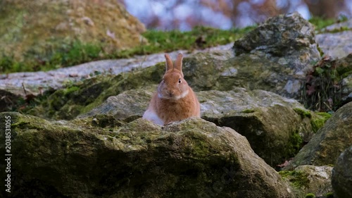 rabbit on a rock