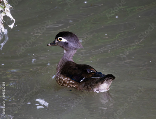 Foto Female wood duck (Aix sponsa) swimming on calm water
