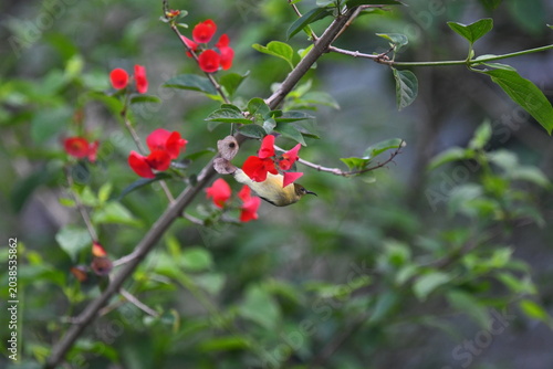 The crimson-backed sunbird, or small sunbird ,Leptocoma minima