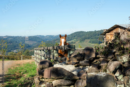 Φωτογραφία Brown horse standing behind a wooden fence on a farm with mountains in the background