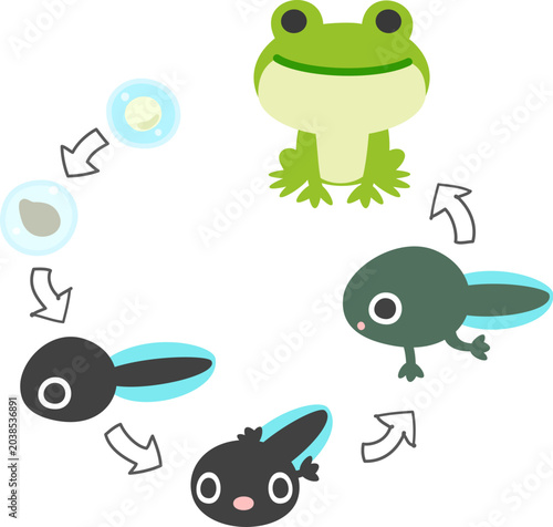 Bild auf Leinwand アマガエルの成長過程のかわいいイラスト