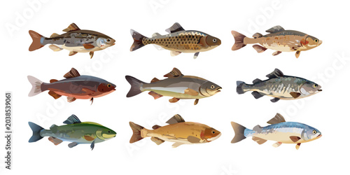 Collection of diverse fish species illustrations, vector