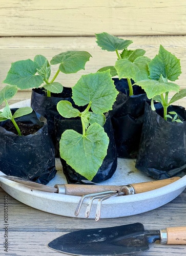 Close-up view of young organic cucumber seedlings in soft plastic cups on wooden bench before being planted in garden bed on May day. Spring gardening