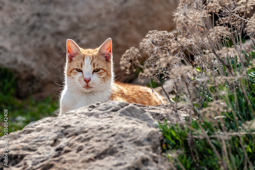 Tableau sur toile Stray ginger and white cat sitting behind stone boulder next to dry wild umbel plant in late winter