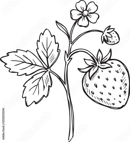 Foto Strawberry fragaria plant with ripe fruit flower and leaf hand drawn sketch vect