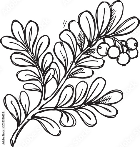Bild auf Leinwand Bearberry arctostaphylos uva-ursi branch with berry cluster and dense leaves han
