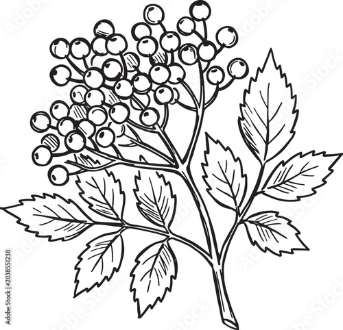 Tableau sur toile Elderberry sambucus nigra branch with dense berry cluster and pinnate leaves han