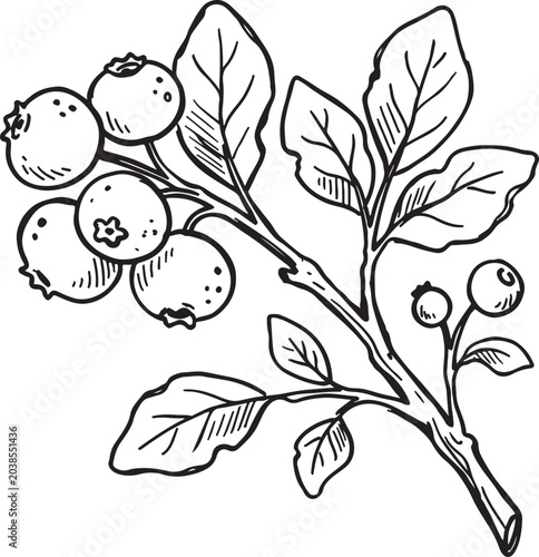 Foto Highbush blueberry vaccinium branch with multiple berries and large leaves hand