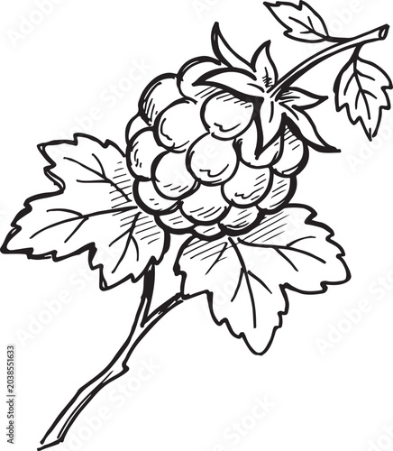 Tablou pe pânză Raspberry rubus single large berry with drupelets compound leaf and sepal hand d