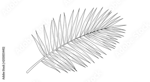Detailed botanical line art of a single pinnate palm leaf with many long narrow leaflets for tropical design themes.