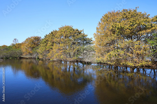 Bald Cypress trees at Wakodahatchee Wetlands, as seen in February, in Delray Beach, Florida. The park was created on 50 acres of unused utility land and is now part of the Great Florida Birding Trail.