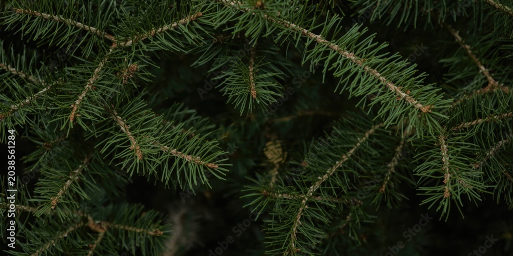 Obraz premium Dense pine needle backdrop ideal for bright holiday themed videos and Christmas festivities