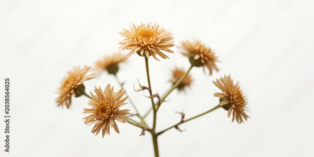 Obraz premium Detailed view of Acmella oleracea blooms with branches set against a plain white background