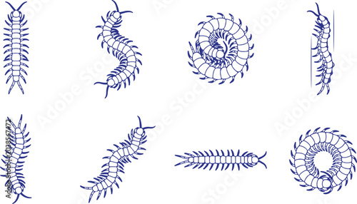 Bild auf Leinwand Centipede insect illustrations in various dynamic poses and formations for scientific or decorative use