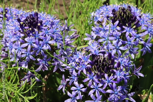 日本の春の公園に咲く紫色のオオツルボの花
