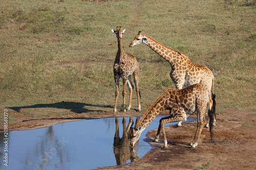 Cuadro en lienzo Giraffe / Giraffe / Giraffa camelopardalis