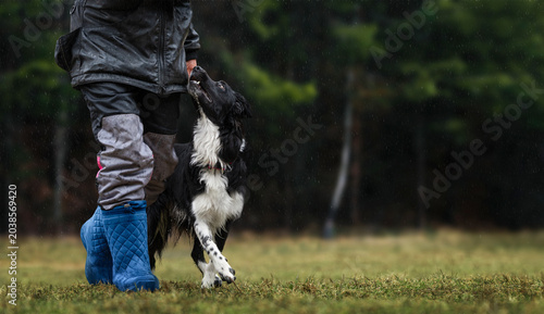 Foto Border Collie walking precisely at handler's heel during obedience training in rain outdoors, focused sport dog working in wet weather on green field