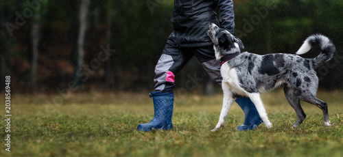 Fotografía Merle Border Collie walking at heel next to handler during obedience training in heavy rain, dedicated sport dog working in wet weather on field