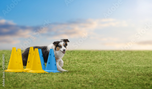 Photos Blue merle miniature american shepherd weaving through colorful training cones on green grass field under blue cloudy sky with copy space