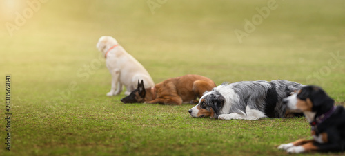 Foto Several dogs practicing obedience training while lying on green grass field in sunny park with blurred background and soft light