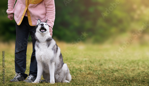Billede på lærred Gray and white siberian husky sitting beside handler on green grass in sunny park with blurred natural background and warm light