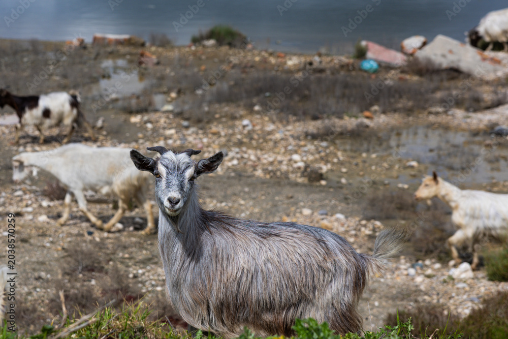 Fototapeta premium Grey Goat Close Portrait
