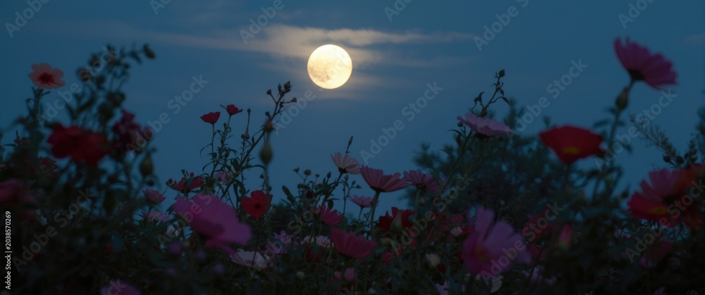 Obraz premium Full moon casting light on a cosmos flower garden at dusk