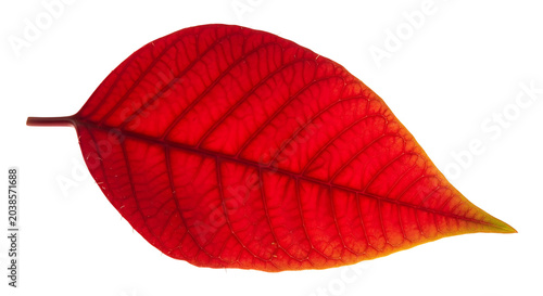 Isolated red leaf with vibrant veins against a white background