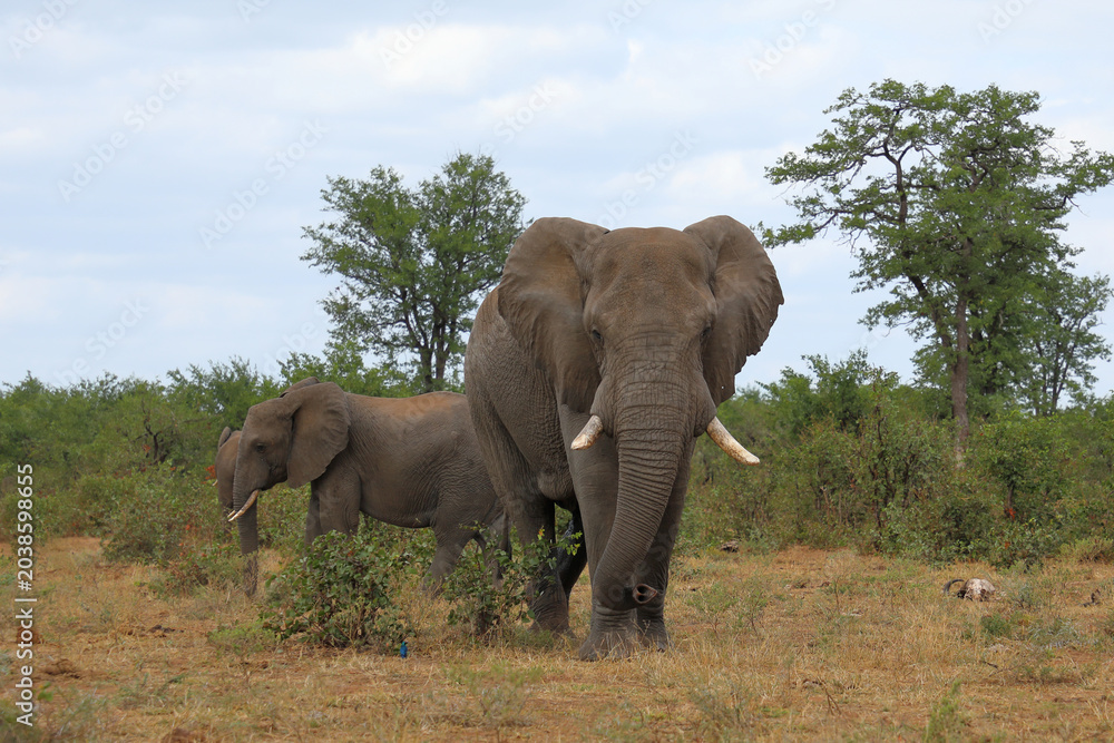 Fototapeta premium Afrikanischer Elefant / African elephant / Loxodonta africana