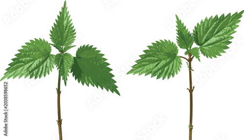 Εκτύπωση καμβά Fresh green stinging nettle stalks with serrated leaves hand drawn watercolor st
