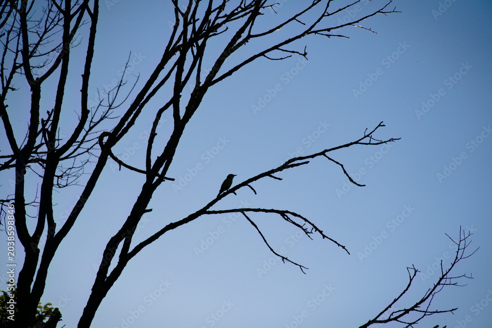 Obraz premium Silhouette of a lone bird perched on bare tree branches against a clear blue sky