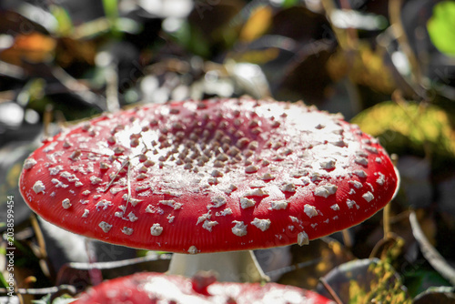 Roter Fliegenpilz – Nahaufnahme