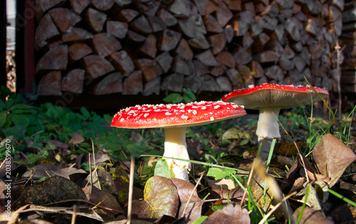Roter Fliegenpilz vor Holzstoß