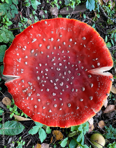 Roter Fliegenpilz von oben