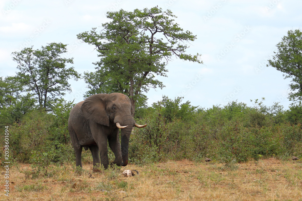 Fototapeta premium Afrikanischer Elefant / African elephant / Loxodonta africana