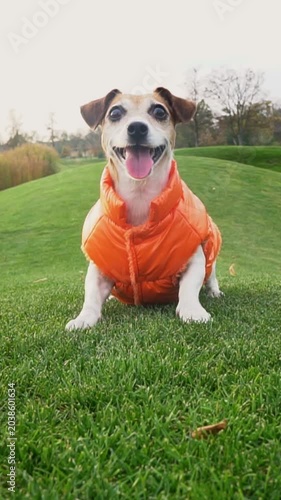 active dog in orange jacket jumps and smiles at the camera and runs out of the frame after a toy disk. Fetching pet at the nature. green grass nature hills. vertical video footage