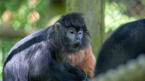 Photography Black and brown monkey with expressive face looking forward inside zoo enclosure