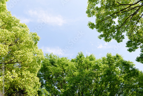 Fresh Green Trees Against a Blue Sky with White Clouds