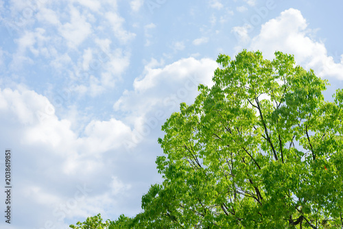 Fresh Green Trees Against a Blue Sky with White Clouds