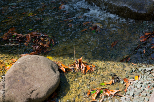 Clear Stream with Fallen Leaves in a Natural Forest Setting