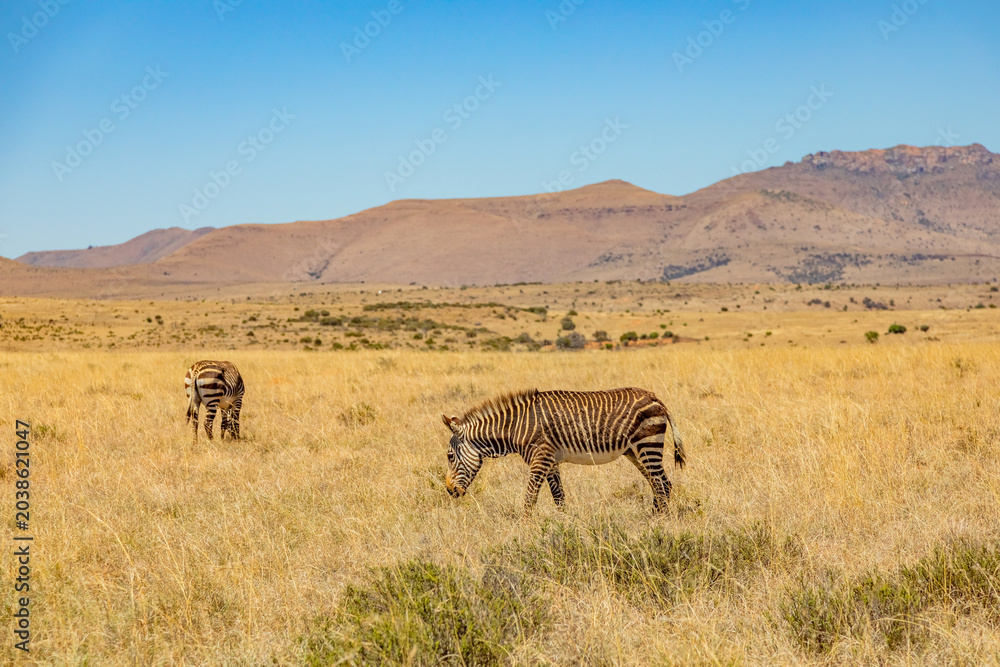 Obraz premium Mountain Zebra grazing in grassland in Game Reserve