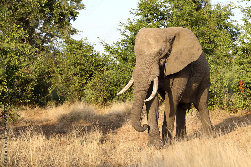 Obraz premium Afrikanischer Elefant / African elephant / Loxodonta africana