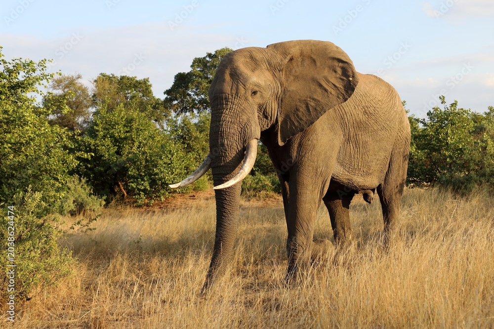 Fototapeta premium Afrikanischer Elefant / African elephant / Loxodonta africana