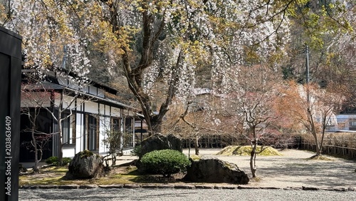 Traditional Japanese architecture with full bloom pink shidarezakura in historic Kakunodate, Akita.