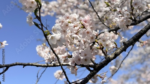 Extreme close-up of beautiful cherry blossoms in full bloom with soft background.