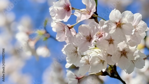Extreme close-up of beautiful cherry blossoms in full bloom with soft background.